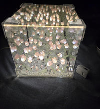 Tulip Cube Mirror Lamp - Faydekasauda