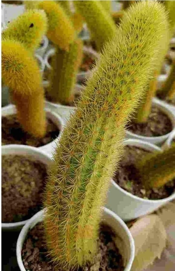 Cactus Unique Charm for Your Gardan - Faydekasauda