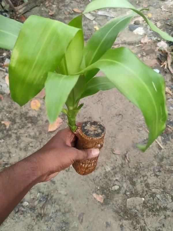 Brazilian Lucky Wood Mini Home Plant Decorations - Faydekasauda