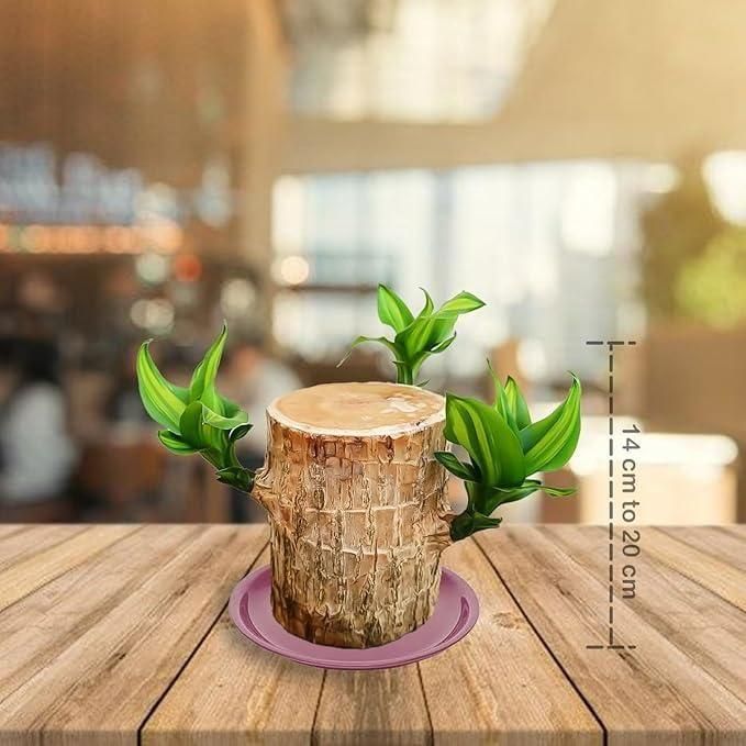Brazilian Lucky Wood Mini Home Plant Decorations - Faydekasauda