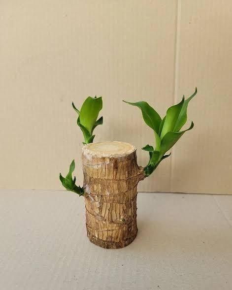 Brazilian Lucky Wood Mini Home Plant Decorations - Faydekasauda