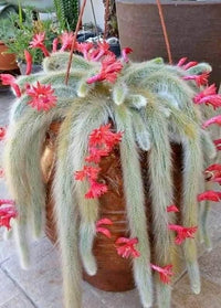   Cactus Unique Charm for Your Gardan - Faydekasauda 