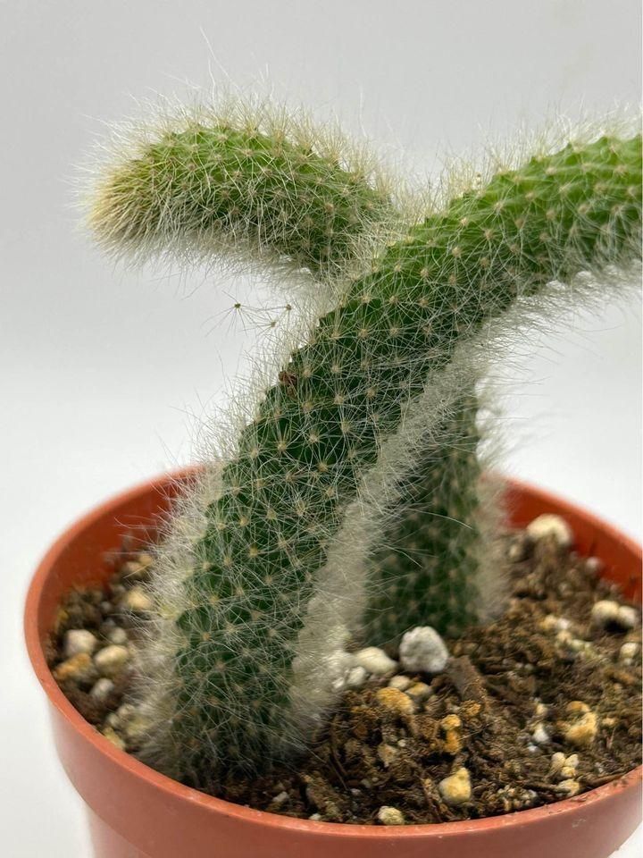   Cactus Unique Charm for Your Gardan - Faydekasauda 