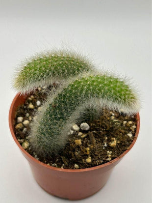   Cactus Unique Charm for Your Gardan - Faydekasauda 