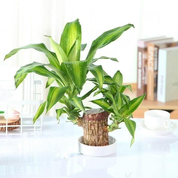   Brazilian Lucky Wood Mini Home Plant Decorations - Faydekasauda 